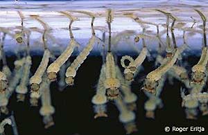 Личинка комара Culex - смертельный враг инфузорий