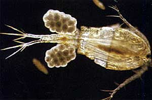Самка циклопа (Cyclops kolensis) с яйцами - смертельный враг инфузорий