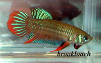 Betta imbellis