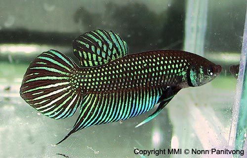 Betta sp. Mahachai