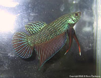*Betta smaragdina* — изумрудный самоцвет бассейна реки Меконг