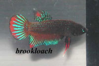 Betta splendens